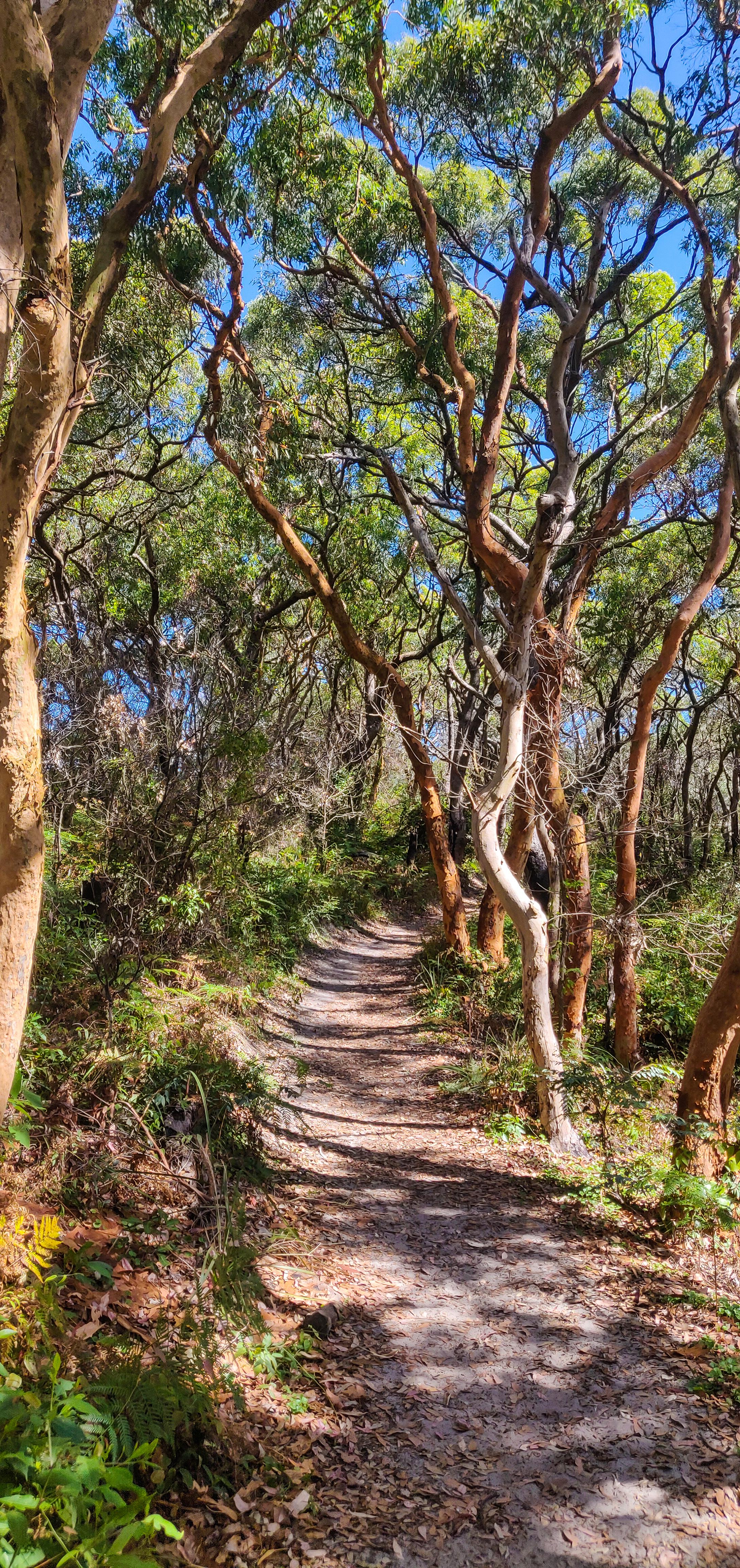 Cape Banks Walk
